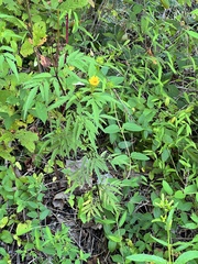 Bidens trichosperma