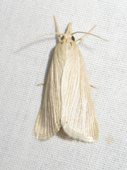 Diatraea