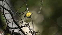 Setophaga occidentalis