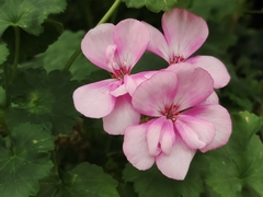 Pelargonium × hybridum