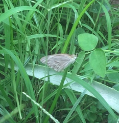 Ascia monuste monuste