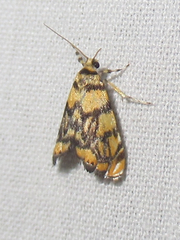 Diptychophora harlequinalis