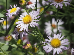 Symphyotrichum chilense