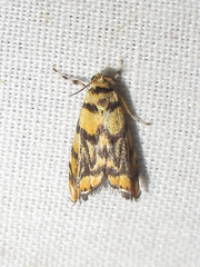 Diptychophora harlequinalis