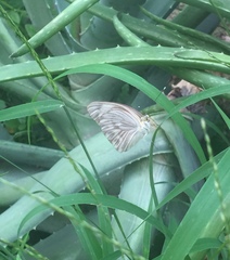 Ascia monuste monuste