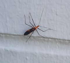 Zelus longipes