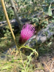 Cirsium andersonii