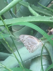 Ascia monuste monuste