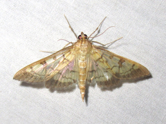 Mimorista subcostalis