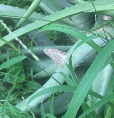 Ascia monuste monuste