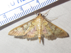 Mimorista subcostalis