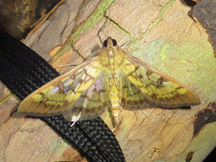 Mimorista subcostalis