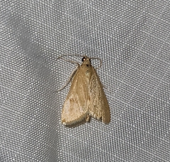 Pyraustini