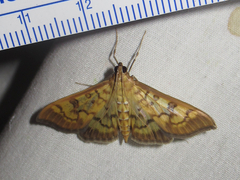 Mimorista subcostalis