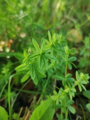 Galium mollugo