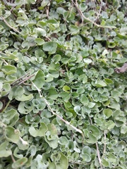 Dichondra argentea