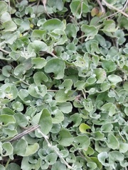 Dichondra argentea