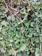 Dichondra argentea
