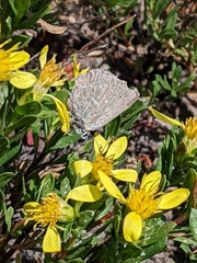Satyrium semiluna