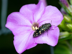 Acmaeodera tubulus