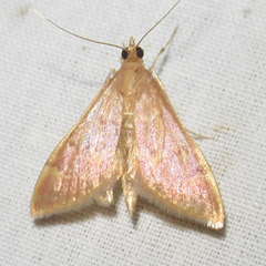 Pyrausta klotsi