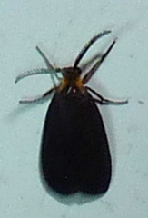 Acoloithus falsarius