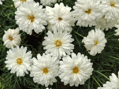 Chrysanthemum morifolium
