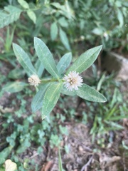 Alternanthera philoxeroides