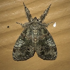 Dasychira meridionalis