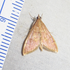Pyrausta klotsi
