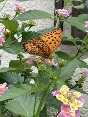 Argynnis hyperbius