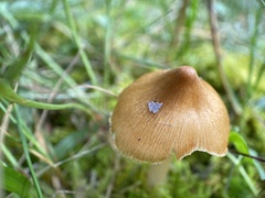 Nolanea