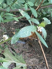 Alternanthera philoxeroides