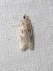Scoparia palloralis