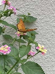 Argynnis hyperbius
