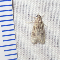 Scoparia palloralis