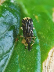 Sumitrosis inaequalis