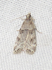 Scoparia palloralis
