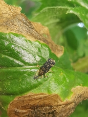 Sumitrosis inaequalis