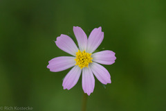 Cosmos parviflorus