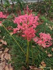 Lycoris