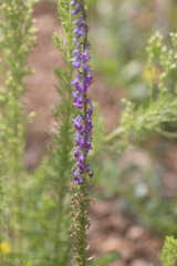 Lobelia fenestralis