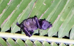 Cynopterus sphinx