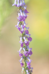 Lobelia fenestralis