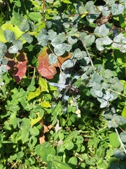 Libellula forensis