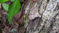 Schizophyllum commune