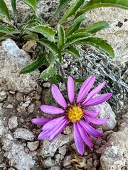 Xanthisma coloradoense