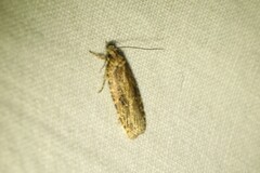 Agonopterix pulvipennella