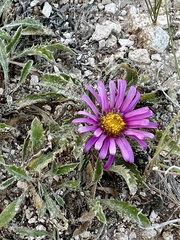 Xanthisma coloradoense