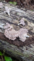 Schizophyllum commune